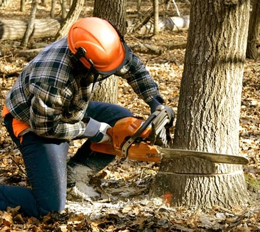 Tree Removal in Felt, ID